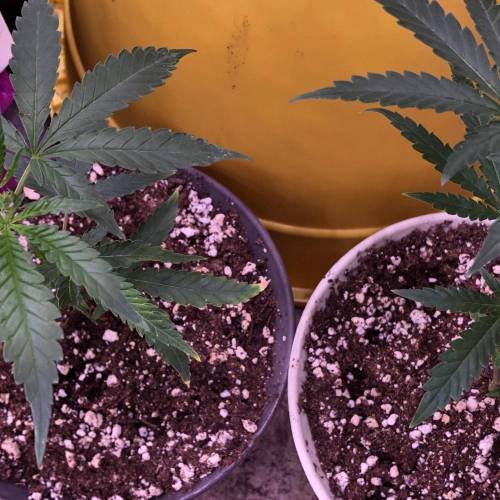 Trainwreck Clones 2020 (V & VI). Week 4