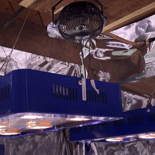 Trainwreck Clones 2020 (V & VI). Week 4