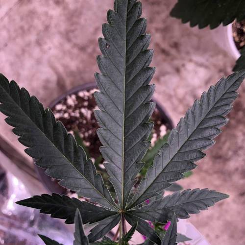 Trainwreck Clones 2020 (V & VI). Week 5