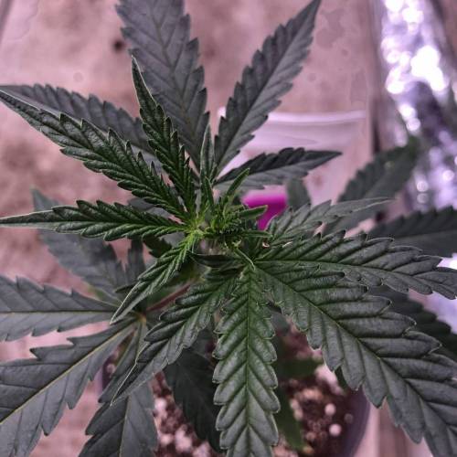 Trainwreck Clones 2020 (V & VI). Week 5