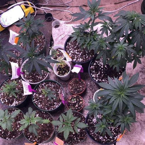 Trainwreck Clones 2020 (V & VI). Week 5