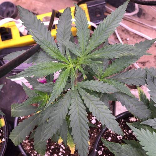 Trainwreck Clones 2020 (V & VI). Week 6