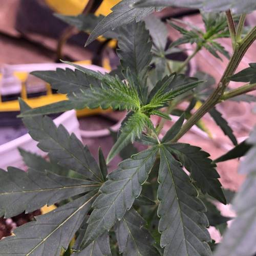 Trainwreck Clones 2020 (V & VI). Week 6