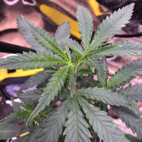 Trainwreck Clones 2020 (V & VI). Week 6