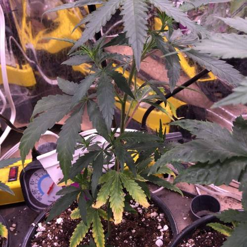 Trainwreck Clones 2020 (V & VI). Week 6