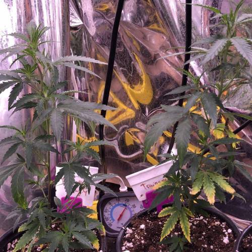 Trainwreck Clones 2020 (V & VI). Week 6