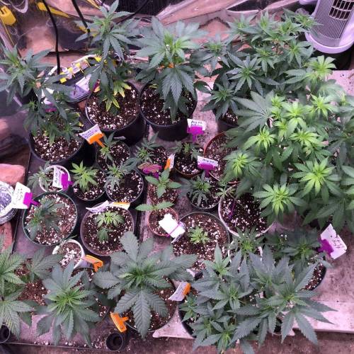 Trainwreck Clones 2020 (V & VI). Week 6