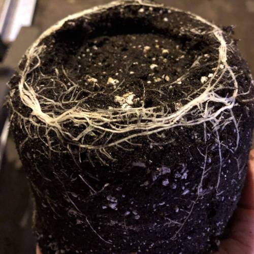 Trainwreck Clones 2020 (V & VI). Week 6