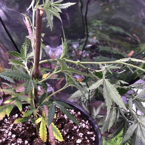 Trainwreck Clones 2020 (V & VI). Week 7