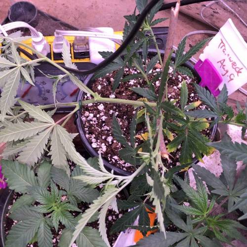 Trainwreck Clones 2020 (V & VI). Week 7