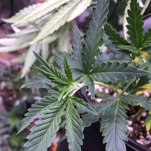 Trainwreck Clones 2020 (V & VI). Week 7