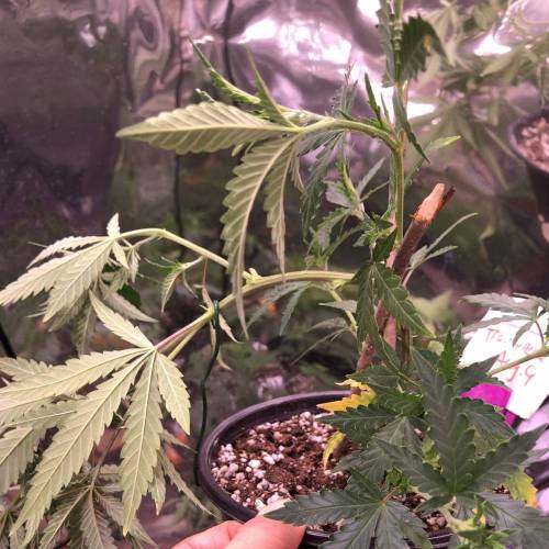 Trainwreck Clones 2020 (V & VI). Week 7