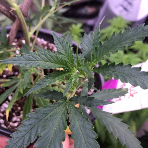 Trainwreck Clones 2020 (V & VI). Week 7