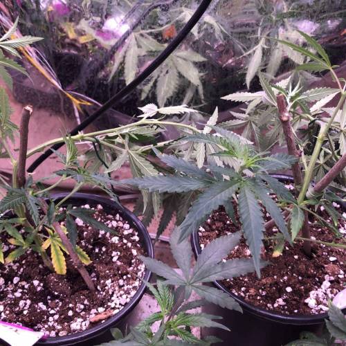 Trainwreck Clones 2020 (V & VI). Week 7