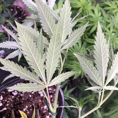 Trainwreck Clones 2020 (V & VI). Week 7