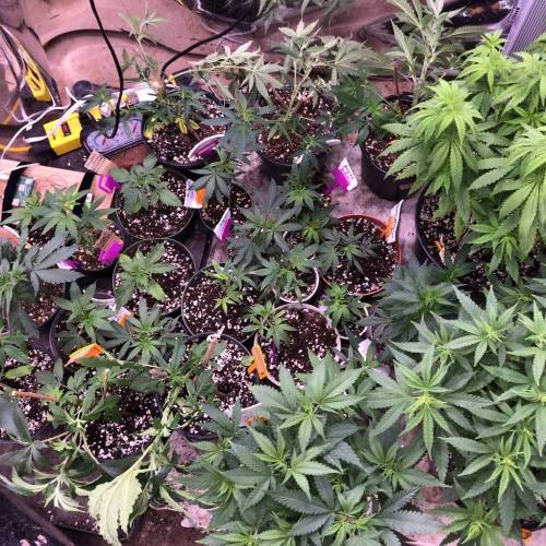 Trainwreck Clones 2020 (V & VI). Week 7