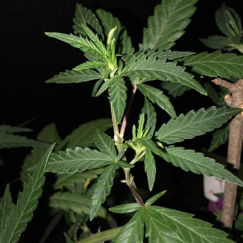 Trainwreck Clones 2020 (V & VI). Week 8