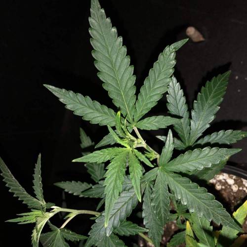 Trainwreck Clones 2020 (V & VI). Week 8