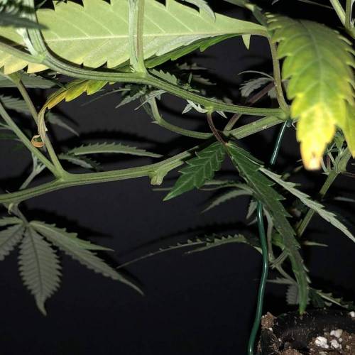 Trainwreck Clones 2020 (V & VI). Week 8