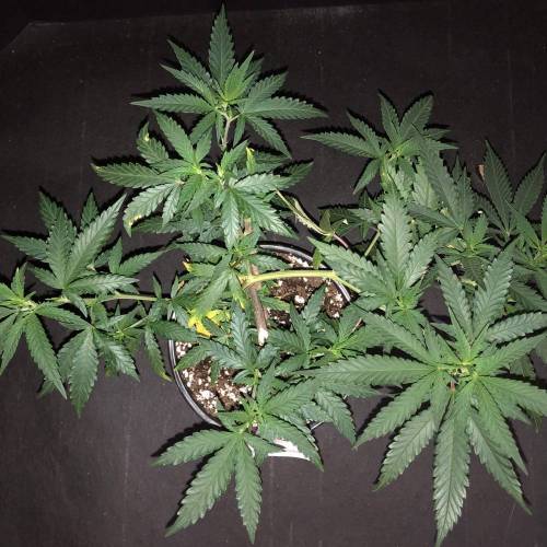 Trainwreck Clones 2020 (V & VI). Week 8