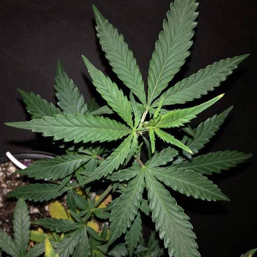 Trainwreck Clones 2020 (V & VI). Week 8