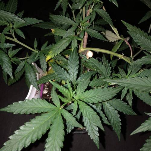 Trainwreck Clones 2020 (V & VI). Week 8