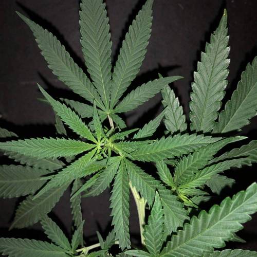 Trainwreck Clones 2020 (V & VI). Week 8