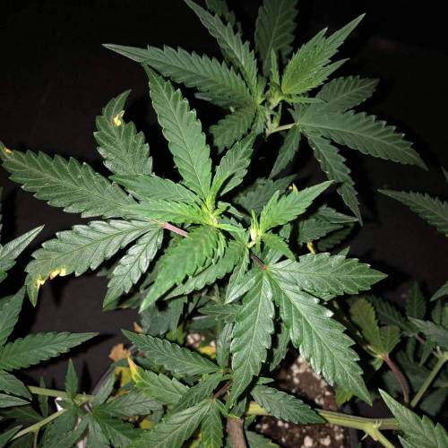 Trainwreck Clones 2020 (V & VI). Week 8