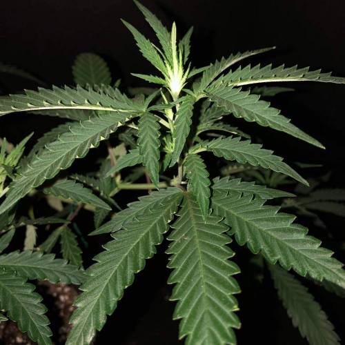 Trainwreck Clones 2020 (V & VI). Week 8