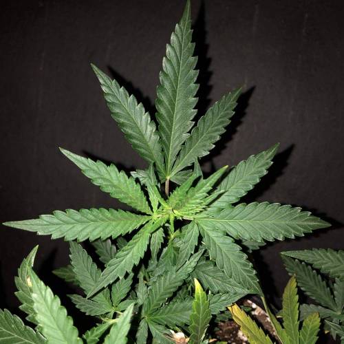 Trainwreck Clones 2020 (V & VI). Week 8