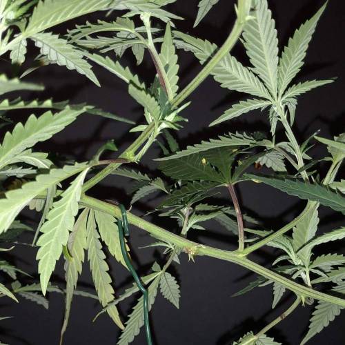 Trainwreck Clones 2020 (V & VI). Week 8