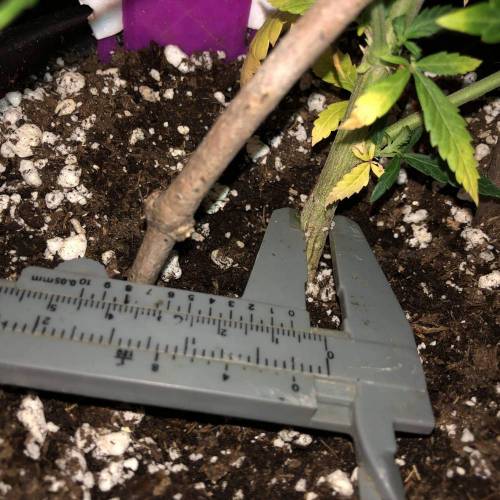 Trainwreck Clones 2020 (V & VI). Week 8