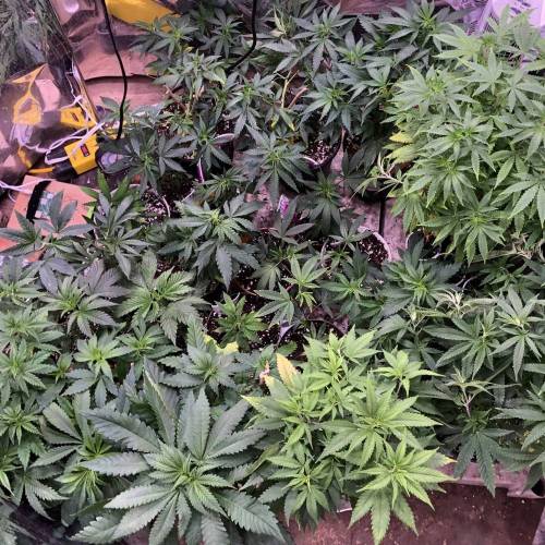 Trainwreck Clones 2020 (V & VI). Week 8