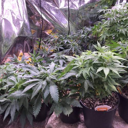 Trainwreck Clones 2020 (V & VI). Week 8