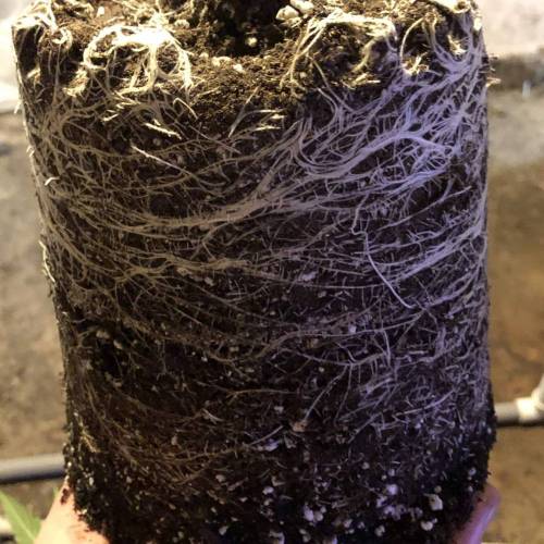 Trainwreck Clones 2020 (V & VI). Week 9