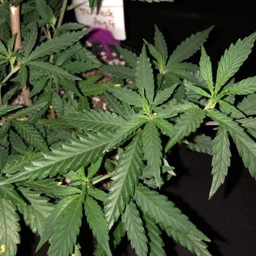 Trainwreck Clones 2020 (V & VI). Week 9