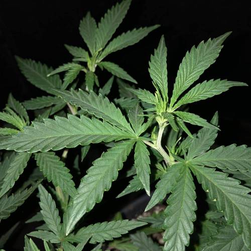 Trainwreck Clones 2020 (V & VI). Week 9