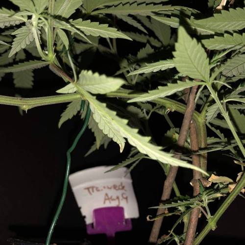 Trainwreck Clones 2020 (V & VI). Week 9