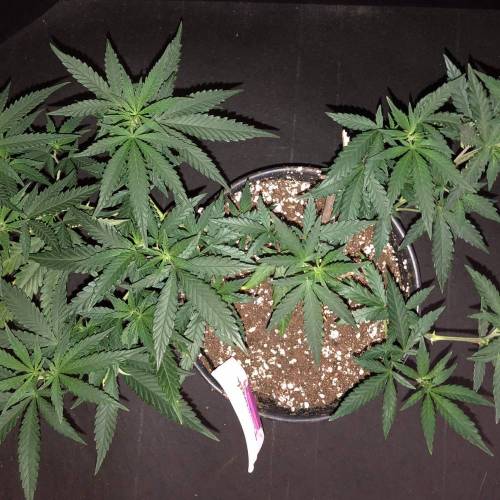 Trainwreck Clones 2020 (V & VI). Week 9