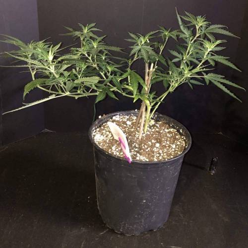 Trainwreck Clones 2020 (V & VI). Week 9