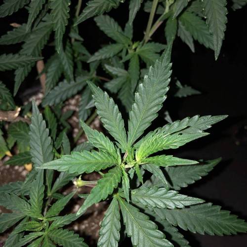 Trainwreck Clones 2020 (V & VI). Week 9