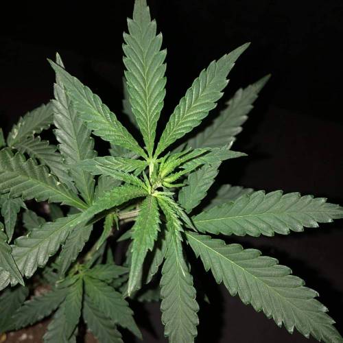 Trainwreck Clones 2020 (V & VI). Week 9