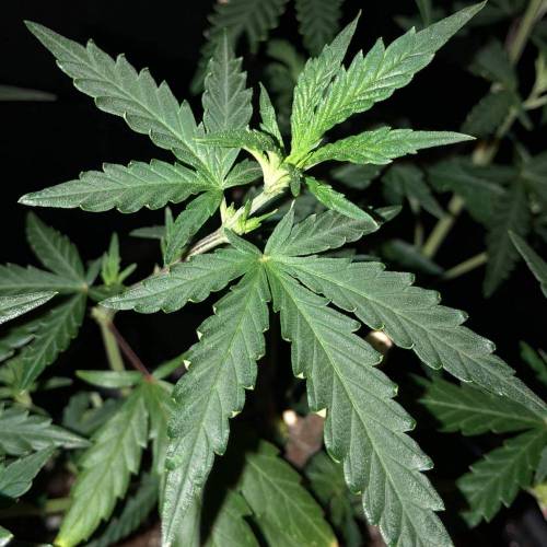 Trainwreck Clones 2020 (V & VI). Week 9