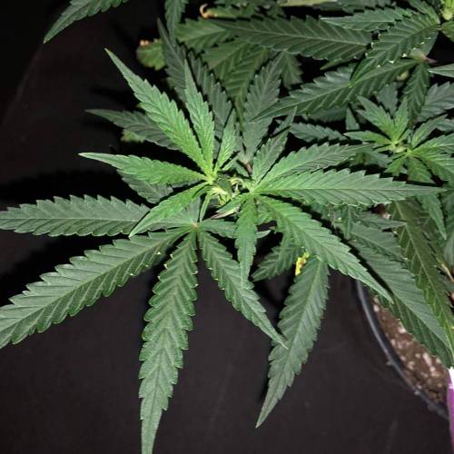 Trainwreck Clones 2020 (V & VI). Week 9