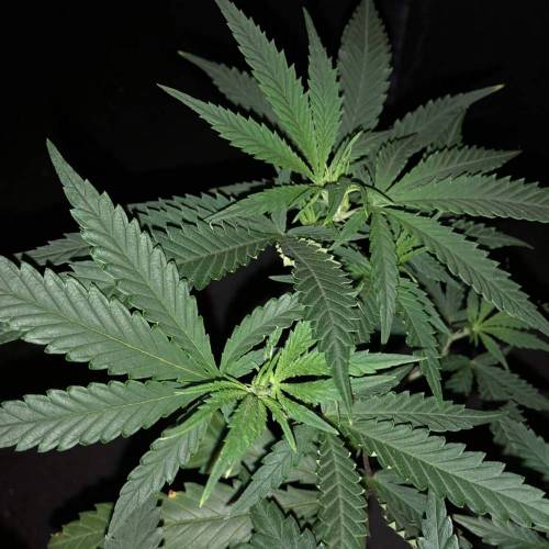 Trainwreck Clones 2020 (V & VI). Week 9