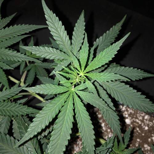 Trainwreck Clones 2020 (V & VI). Week 9