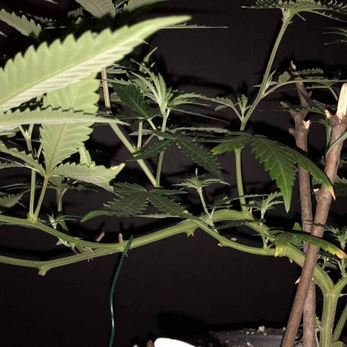 Trainwreck Clones 2020 (V & VI). Week 9