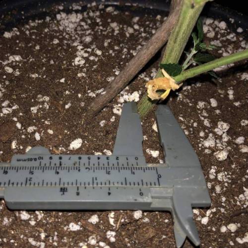 Trainwreck Clones 2020 (V & VI). Week 9