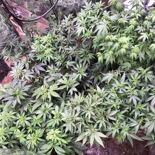 Trainwreck Clones 2020 (V & VI). Week 9