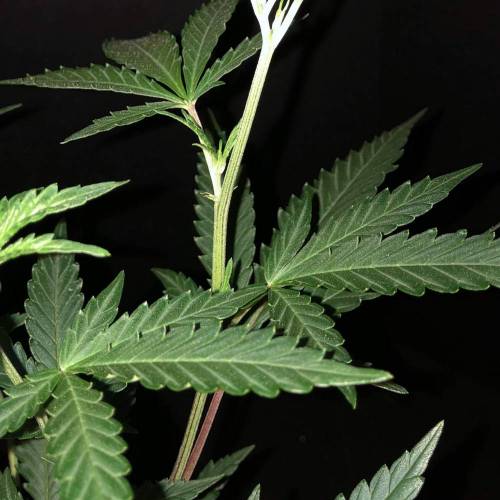 Trainwreck Clones 2020 (V & VI). Week 10